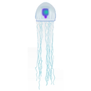 Purple Immortal Jellyfish
